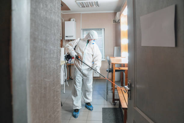 Best Basement Mold Removal  in Bethel Island, CA